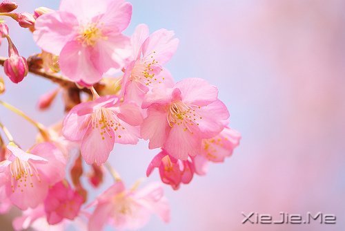 你若盛开，清风自来 (3)