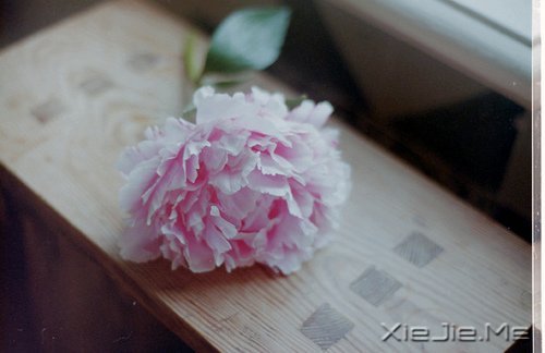 你若盛开，清风自来 (4)