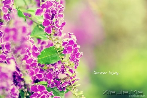你若盛开，清风自来 (7)