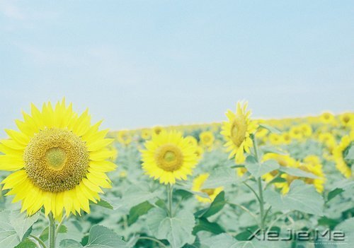 当下的付出，是明日的花开 (1)