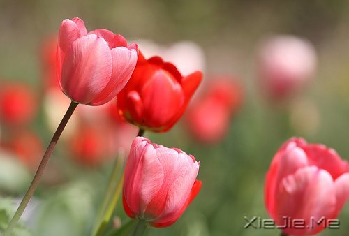 生活中没有理所当然，只有心甘情愿 (3)